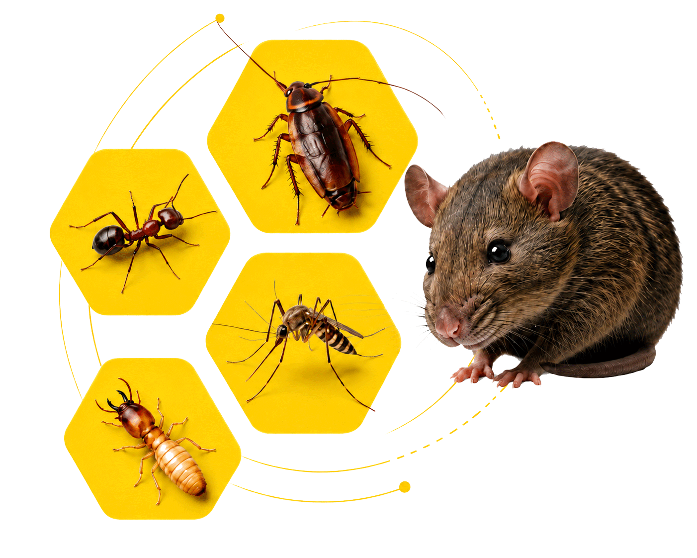 Your Pests