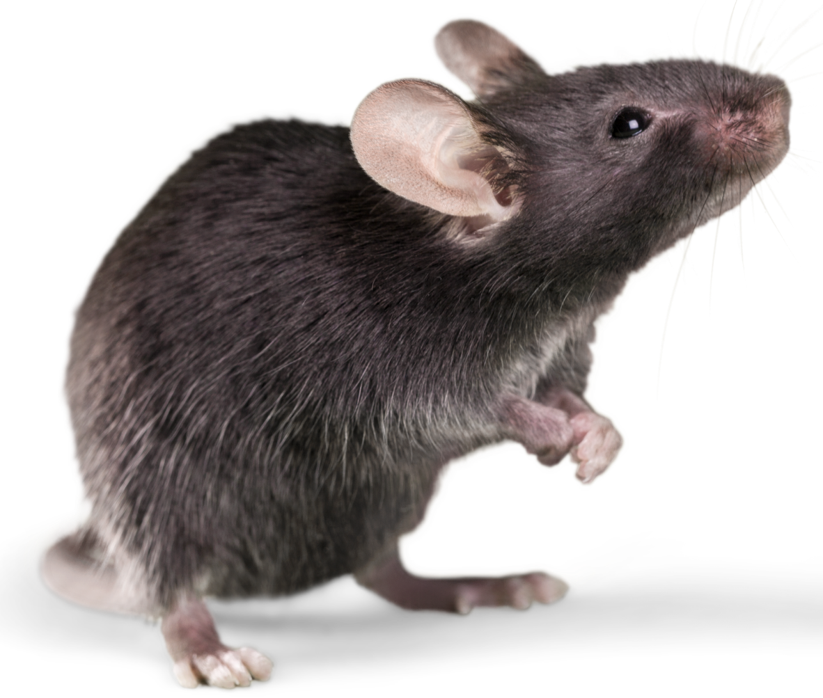 Rat